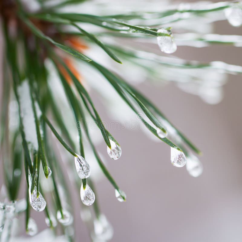 Close-up of Pine needles with ice drops. Fir branches. For winter, spring, Merry christmas, happy new year background