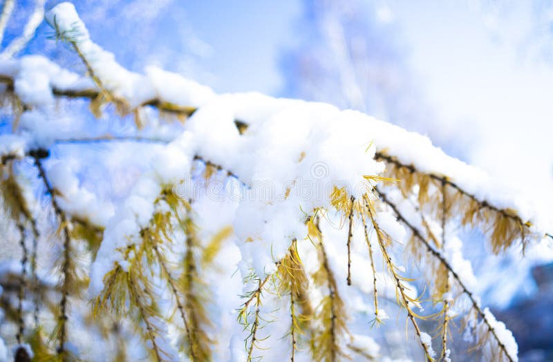 Close-up of pine tree covered with snow frost in winter forest