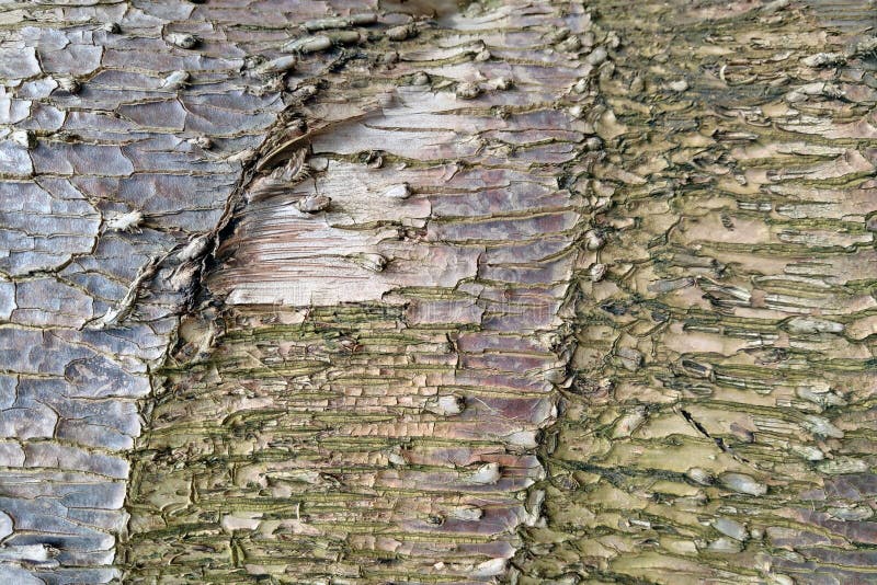 Close-up of an pine tree`s bark, nature