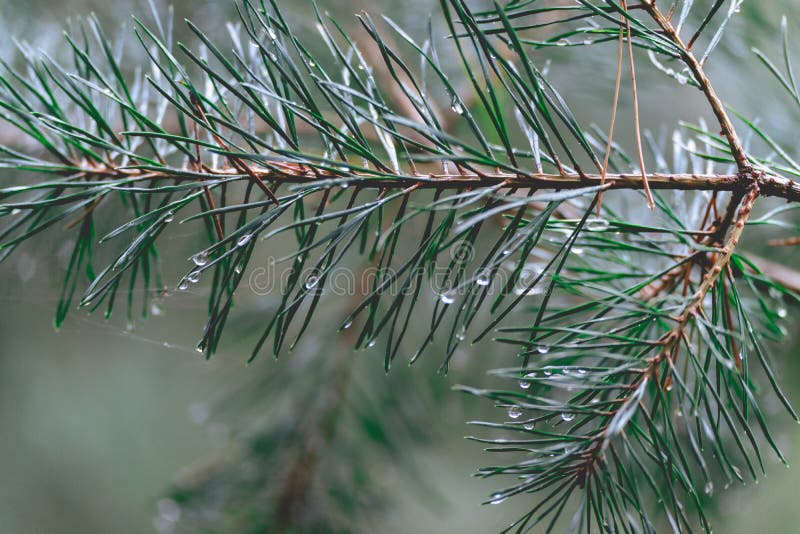 Close Up from Pine Trees with Water Drops on it Stock Image Image of texture, flora 260779217
