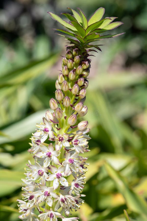 Pineapple Lily Flowers Stock Photo Image of beauty, comosa