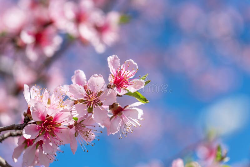 cherry blossom macro photography