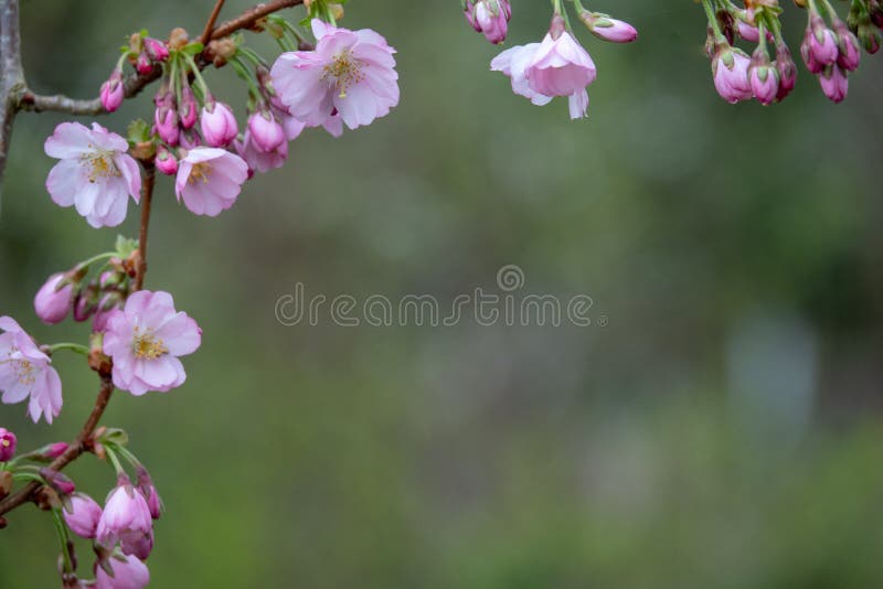 Close-up of pink blossoms in spring stock photo Close-up of pink blossoms in spring stock photo