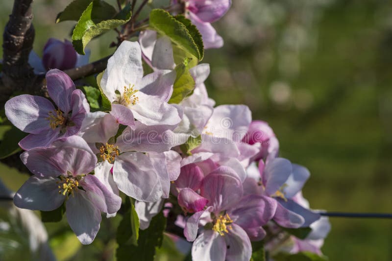 Close-up of pink cherry blossoms near Frauenstein - Germany in the Rheingau. Close-up of pink cherry blossoms near Frauenstein - Germany in the Rheingau