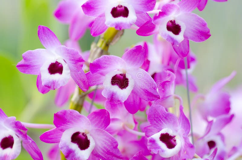 Pink dendrobium orchid stock photo. Image of green, outdoor 30256302