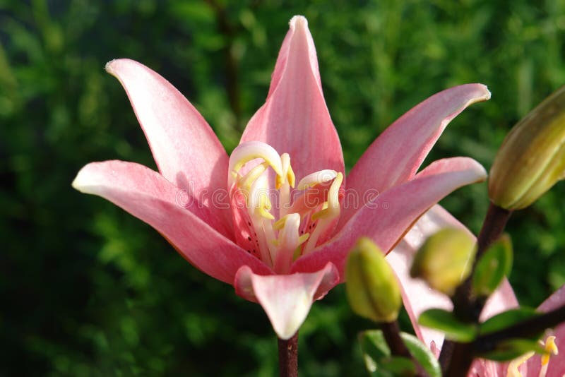 A Close Up of Pink Double Lily of the `Candy Blossom` Variety (Asiatic ...