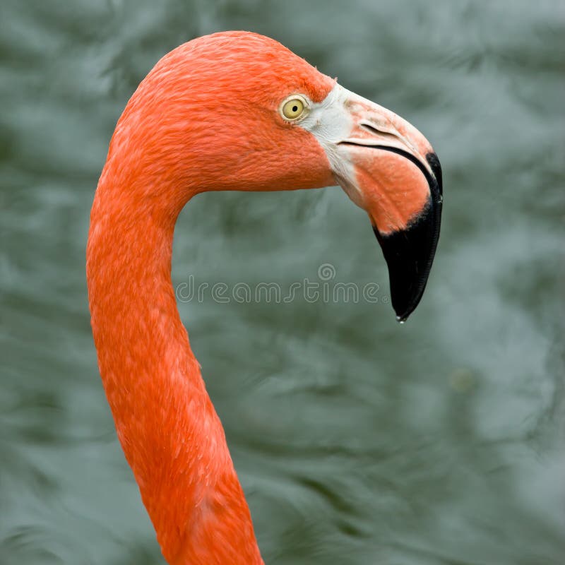Close up of pink flamingo bird isolated. royalty free stock photo