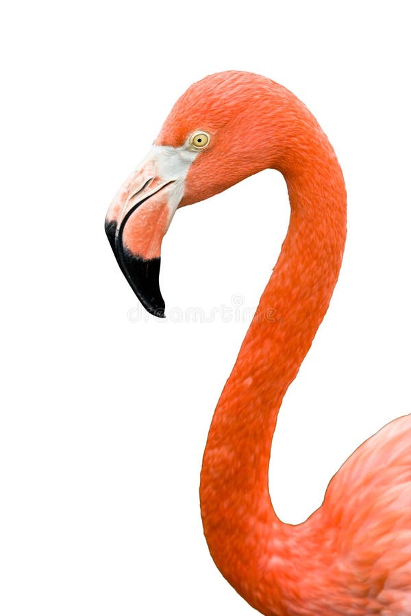 Close up of pink flamingo bird isolated. royalty free stock images