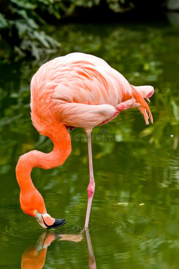 Close up of pink flamingo bird isolated. royalty free stock photography