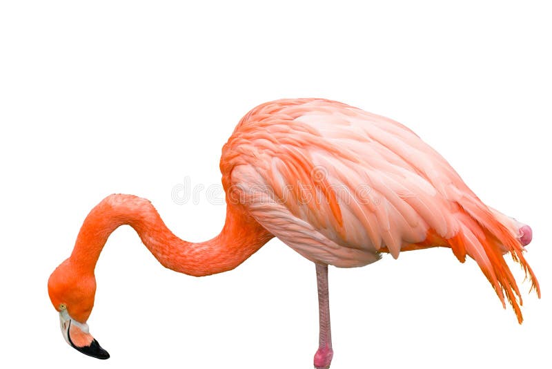 Close up of pink flamingo bird isolated. royalty free stock images