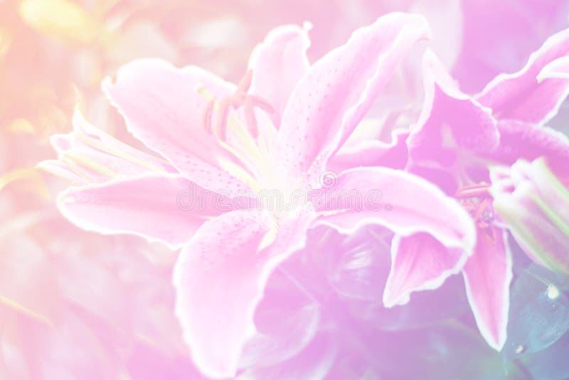 Beautiful abstract sweet color of floral with pink flower buds, pastel color style for background. stock photos Beautiful abstract sweet color of floral with pink flower buds, pastel color style for background. stock photos