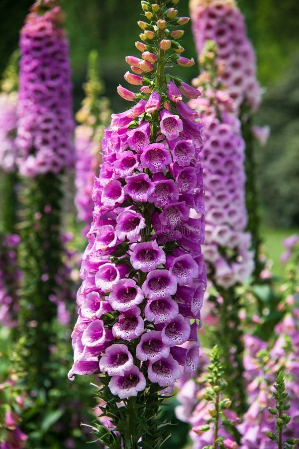 Close Up on Pink Foxglove Flower in the Garden Stock Photo - Image of ...