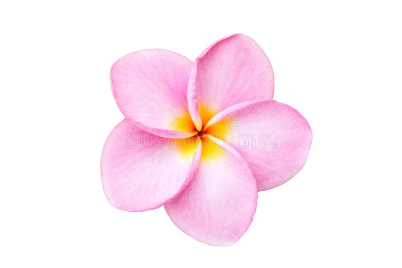 Close Up Pink Frangipani Flower Isolated On White Stock Image Image