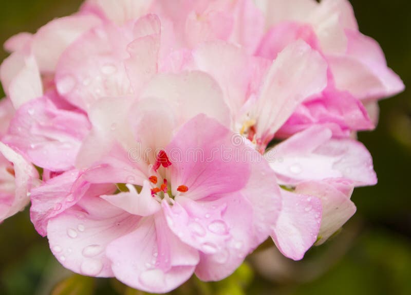 Close up of pink geranium flower.