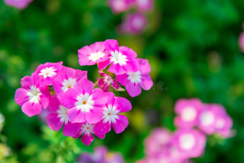 Close up pink geranium flowers in garden stock images