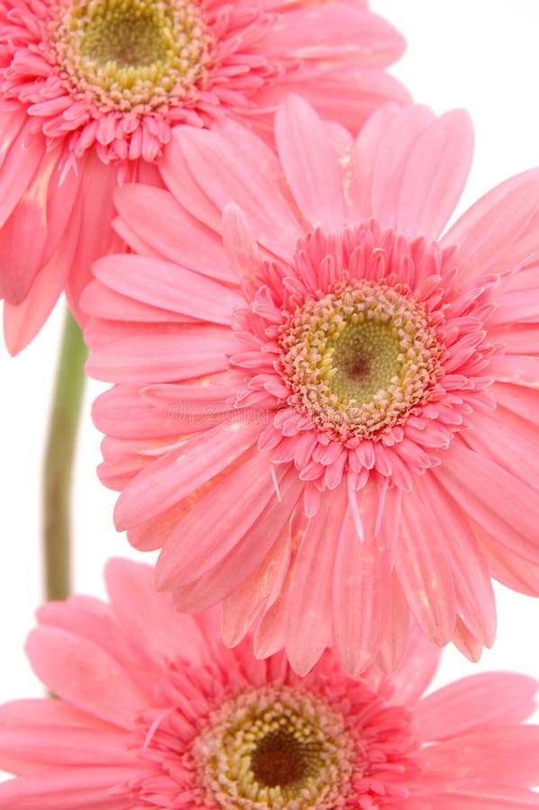 Close up of pink gerber daisies