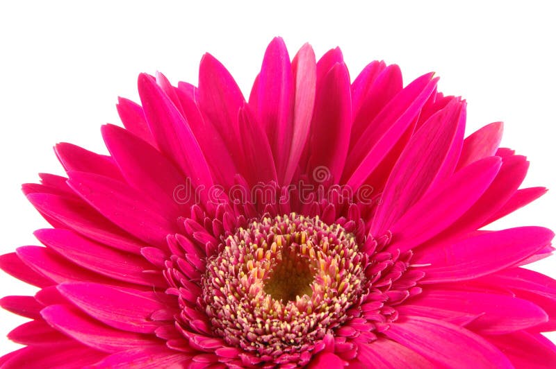 Close up of pink gerber daisy
