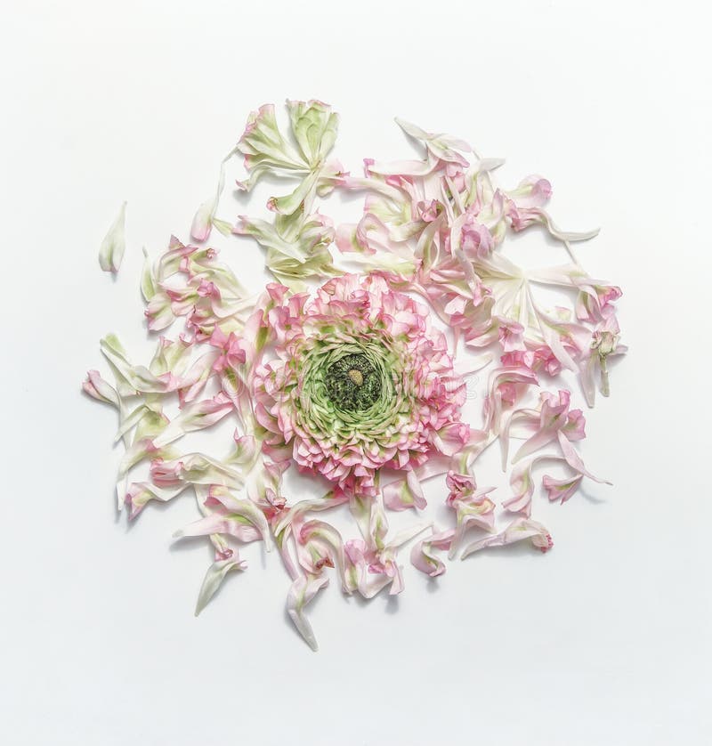 Close up of pink and green bloom with petal in circle shape on white background. Structure of beautiful spring flower in bloom. stock photos
