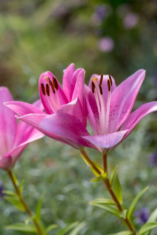 Close-up Of Pink Liles Flowers. Stock Photo - Image of bouquet, bright ...