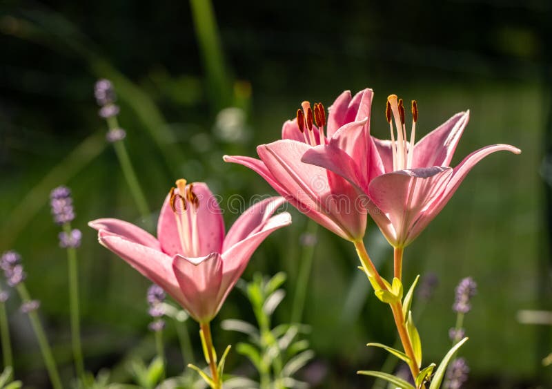 Close-up of Pink Liles Flowers. Stock Photo - Image of fairy, gift ...