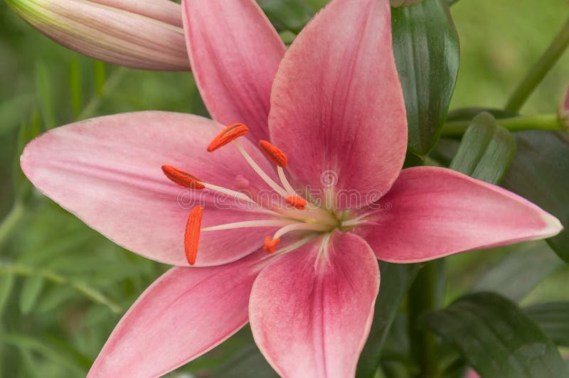 Close-up of Pink lillie with its bud. royalty free stock images