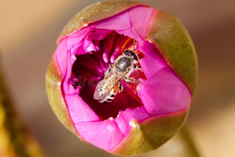 Close up of pink lotus and bee royalty free stock photos Close up of pink lotus and bee royalty free stock photos