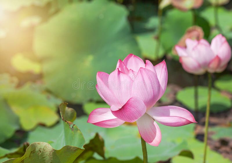 Close up pink lotus flower or Sacred lotus flower Nelumbo nucifera blooming in lake on sunny day royalty free stock photography Close up pink lotus flower or Sacred lotus flower Nelumbo nucifera blooming in lake on sunny day royalty free stock photography
