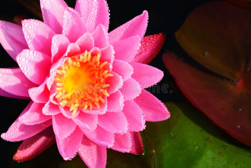 Close up on pink lotus