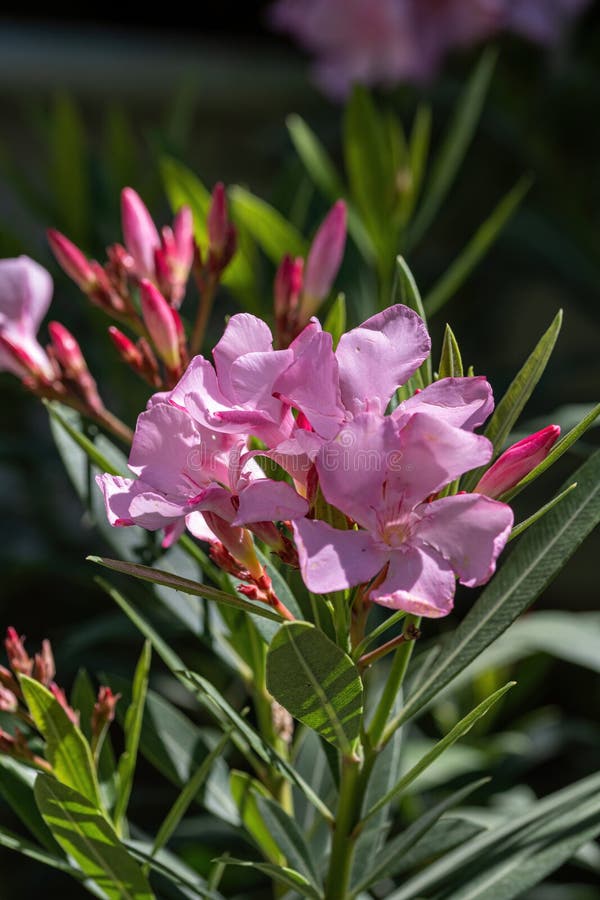 Close Up Pink Oleander Nerium Flower in Nature Garden Stock Image ...