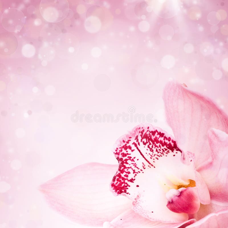 Close up on pink orchid on blured background