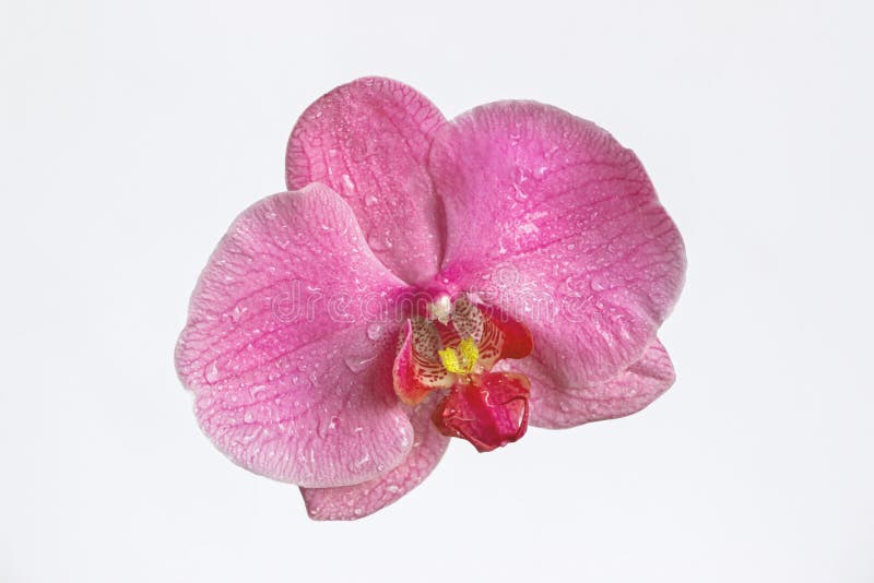 Close up of pink orchid flower on white background