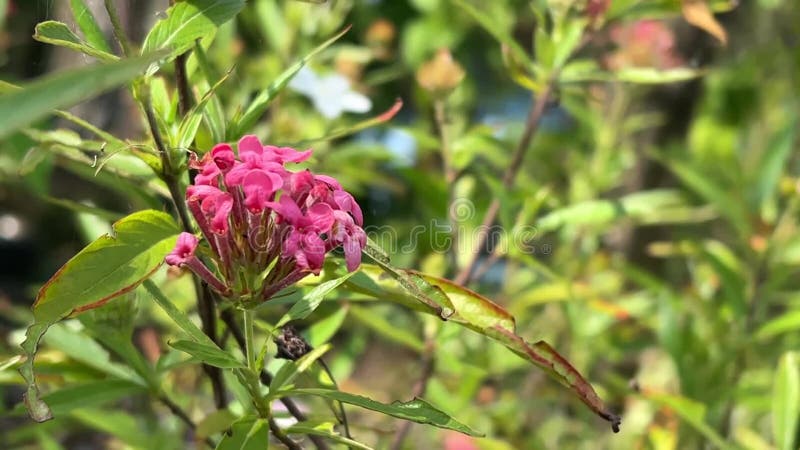 Panama Rose Flower in Nature Scene Stock Video - Video of bokeh ...