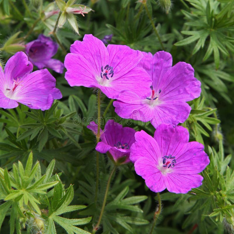 Close-up of perennial geranium stock photography