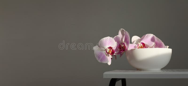 Close up Pink phalaenopsis orchid flower on gray interior. Selective soft focus. Minimalist still life. Light and shadow nature