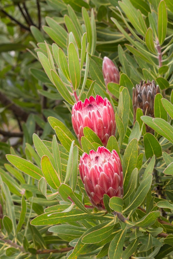 Close Up of Protea Flower Buds Along the Franschhoek Pass in the