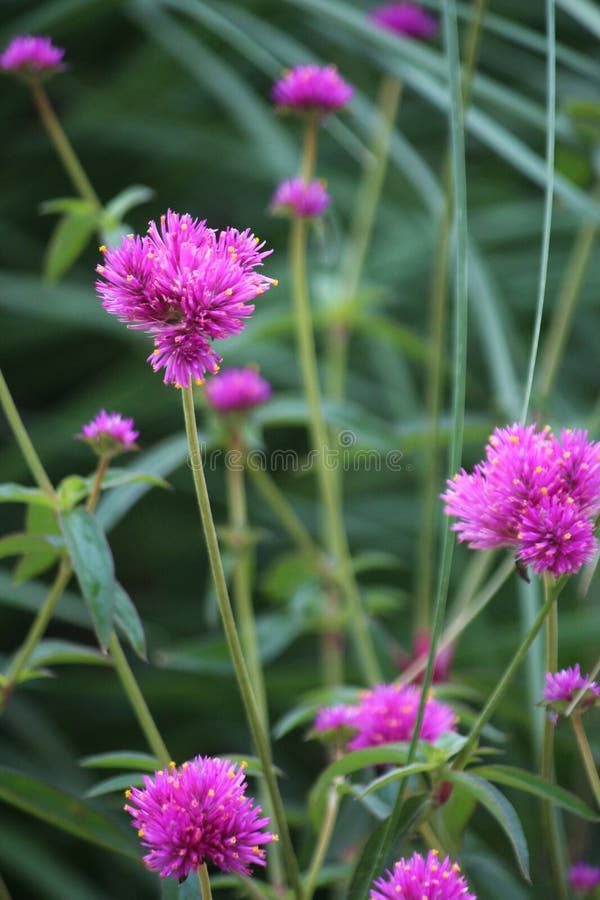 Close Up of Pink Puffball Flowers Stock Image Image of botany, bloom