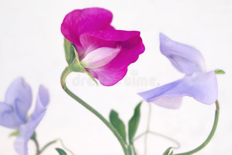 Close-up of pink and purple delicate sweet pea flowers.
