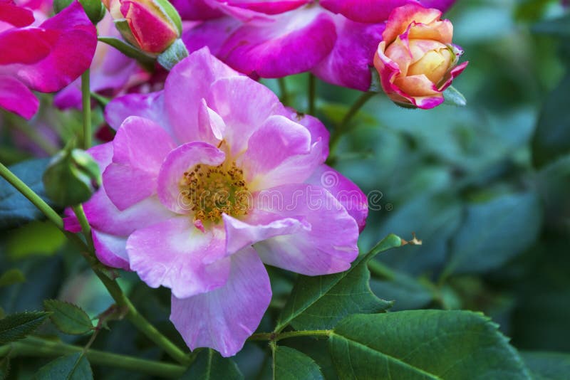 Close Up of Pink Rose on a Bush Stock Photo Image of floral, botany