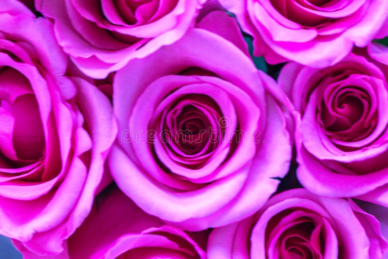 Close Up of Pink Rose Flowers Wall Background .Roses Flower Wallpaper  Backdrop. Stock Image - Image of greeting, nature: 173786821
