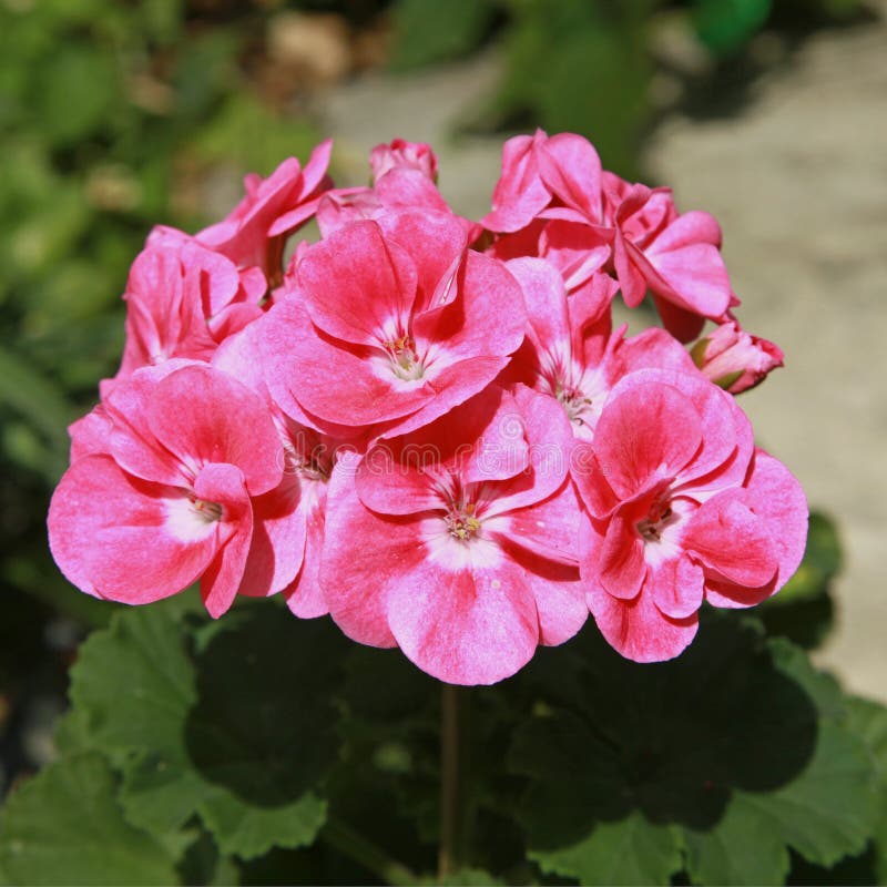 Close-up of pink speckled geranium flower stock images