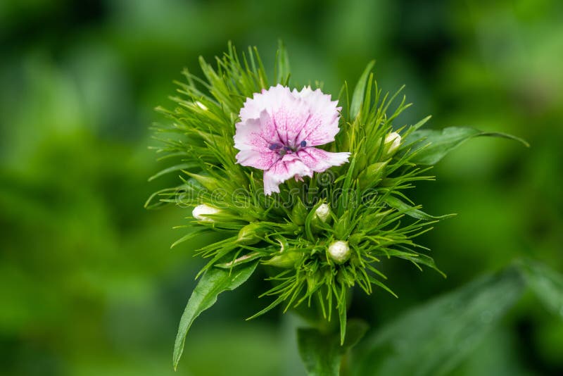 Beautiful pink sweet William flower, Dianthus Barbatus. with blue pistils and a water filled center. Surrounded by green vegetation. Beautiful pink sweet William flower, Dianthus Barbatus. with blue pistils and a water filled center. Surrounded by green vegetation