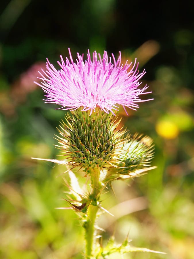 A close-up of a pink thistle. A vertical close-up of a one pink thistle flower, backlit by the the sun. The biological family: Asteraceae royalty free stock photos A close-up of a pink thistle. A vertical close-up of a one pink thistle flower, backlit by the the sun. The biological family: Asteraceae royalty free stock photos