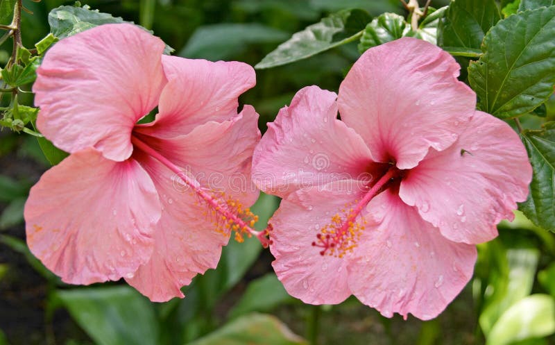 Vista ravvicinata di rosa tropicale fiori,,,,.