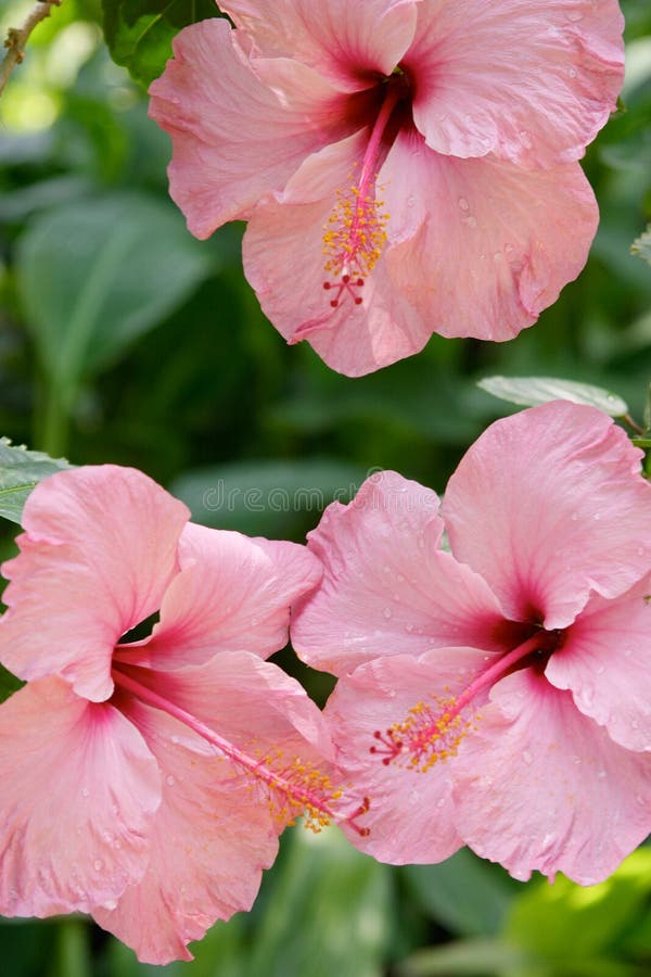 Close Up of Pink Tropical Flowers Stock Photo Image of close, fragile