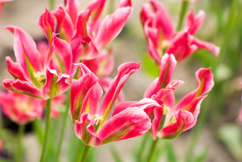 Close-up of pink tulip on field