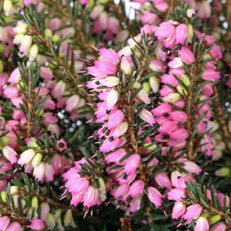 Close-up of Pink and White Erica Darleyensis Heather Stock Photo ...