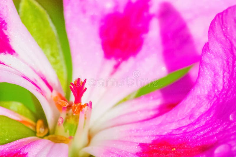 Close up of a pink and white geranium royalty free stock photography
