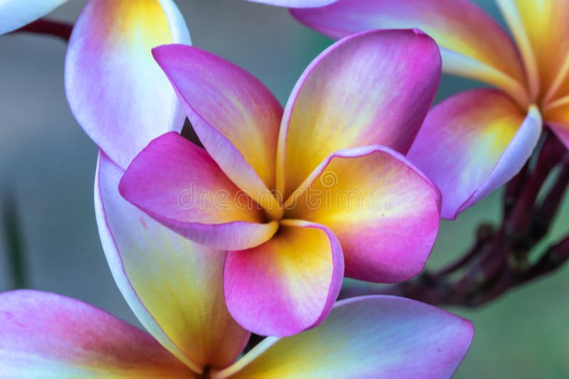 Close Up Pink ,white and Yellow Plumeria Flowers in a Garden.Frangipani ...