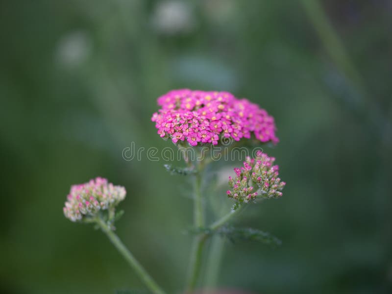 Close-up of Pink Yarrow Blossoms with Blurry Background and Copy Space ...