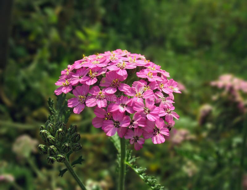 Close Up of Pink Yarrow Flower Stock Photo Image of spring, yarrow